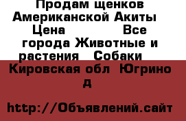 Продам щенков Американской Акиты › Цена ­ 25 000 - Все города Животные и растения » Собаки   . Кировская обл.,Югрино д.